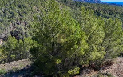 Участок под застройку в жилом районе города Алтея-ла-Велья.